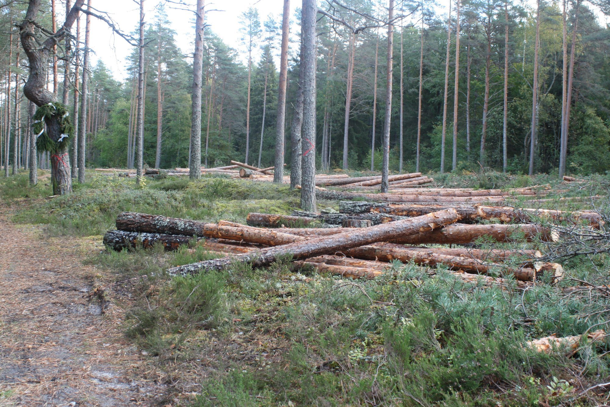Raadamisvabade toodete määruse rakendamine lükkub edasi