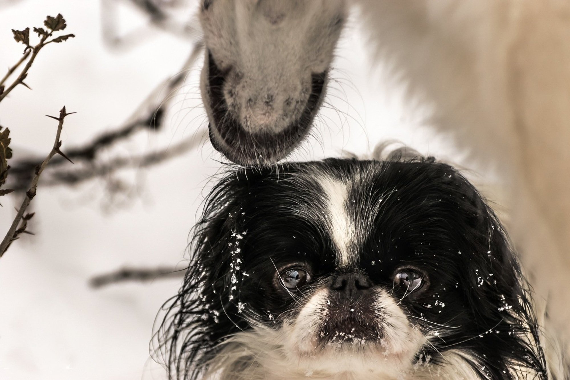 Ilutulestik tekitab paljudes koertes paanikahoo. Sellel võib olla mitu põhjust