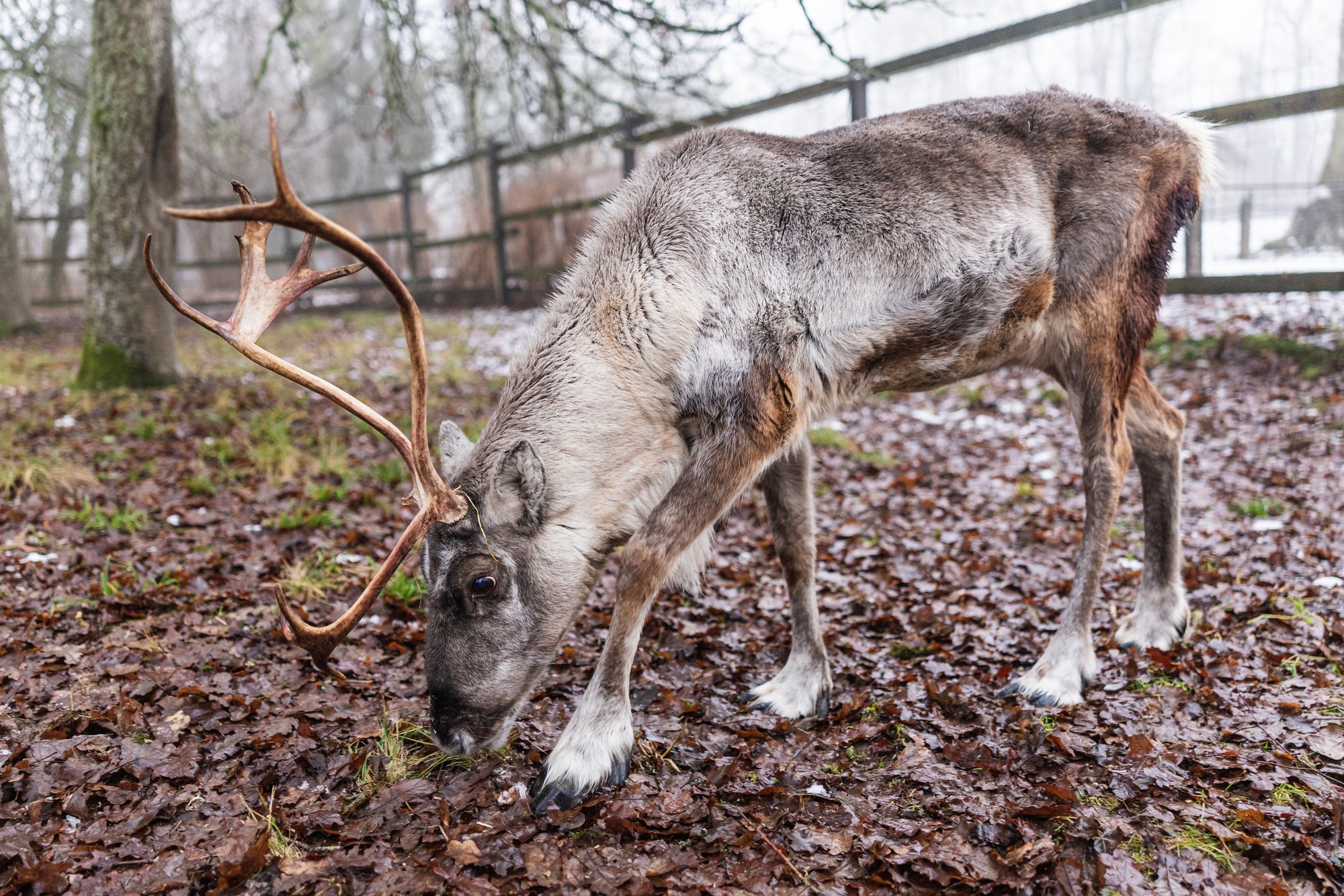 Eesti viimane põhjapõder kannab praegu oma elu uhkeimaid sarvi