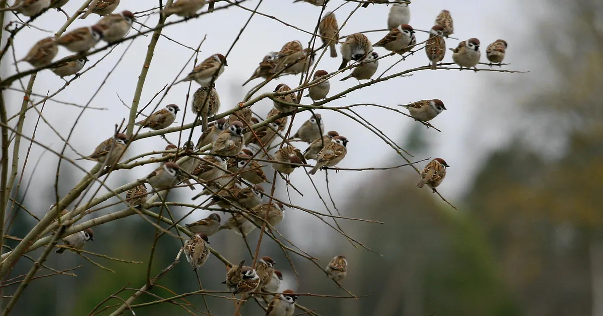 Reedel olulist ilmamuutust ei tule