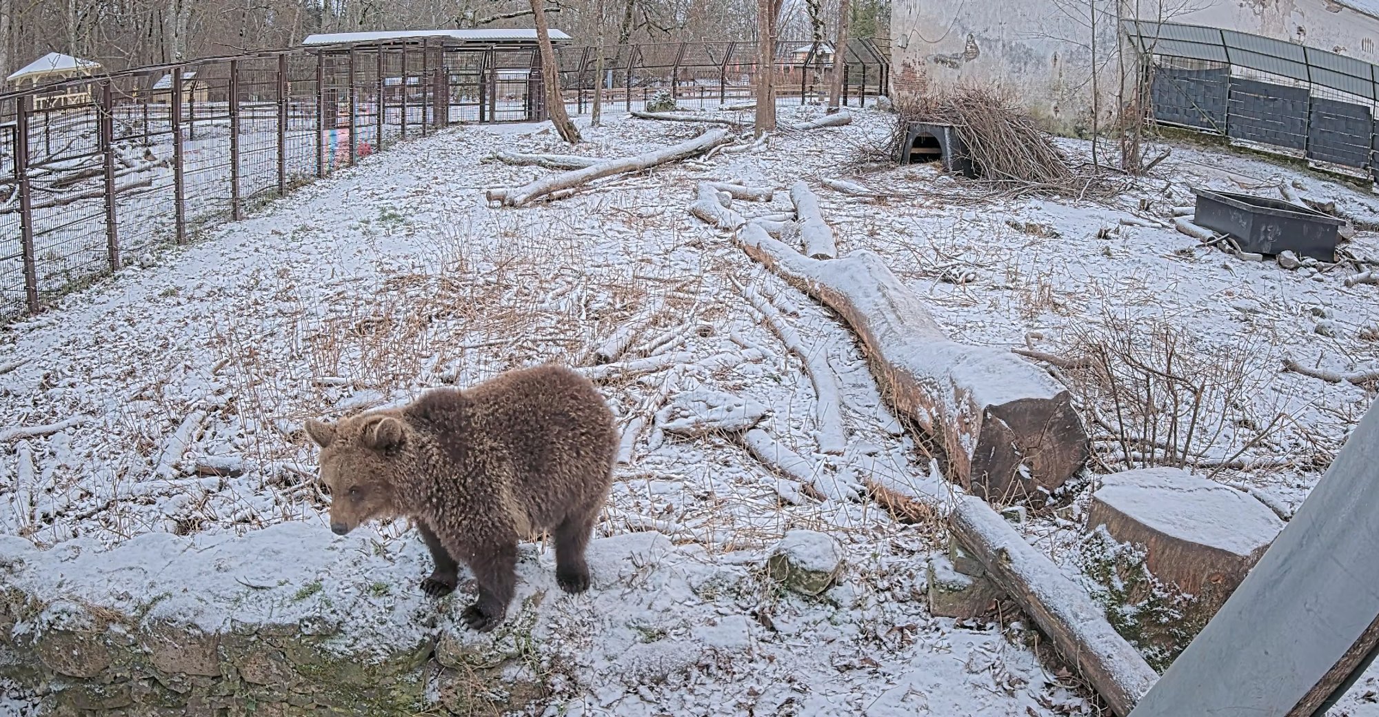 Mõmmu-Ursula tegemisi näeb nüüdsest ka veebikaamera vahendusel