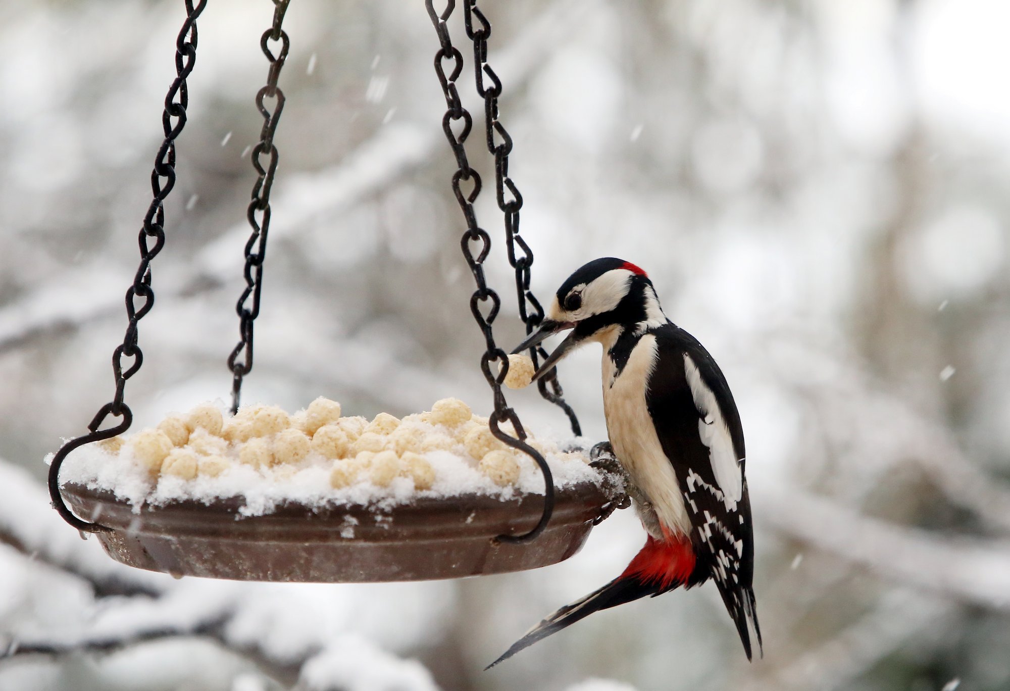 Eestis leiutatud linnutoit on vallutanud Soome koduaiad