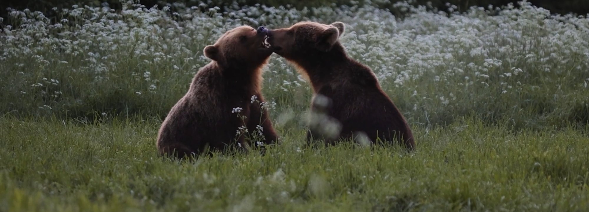 ARVUSTUS | „Kriimsilm, karuott ja rebane. Märkmeid metsast“. Kui mets dikteerib tempo