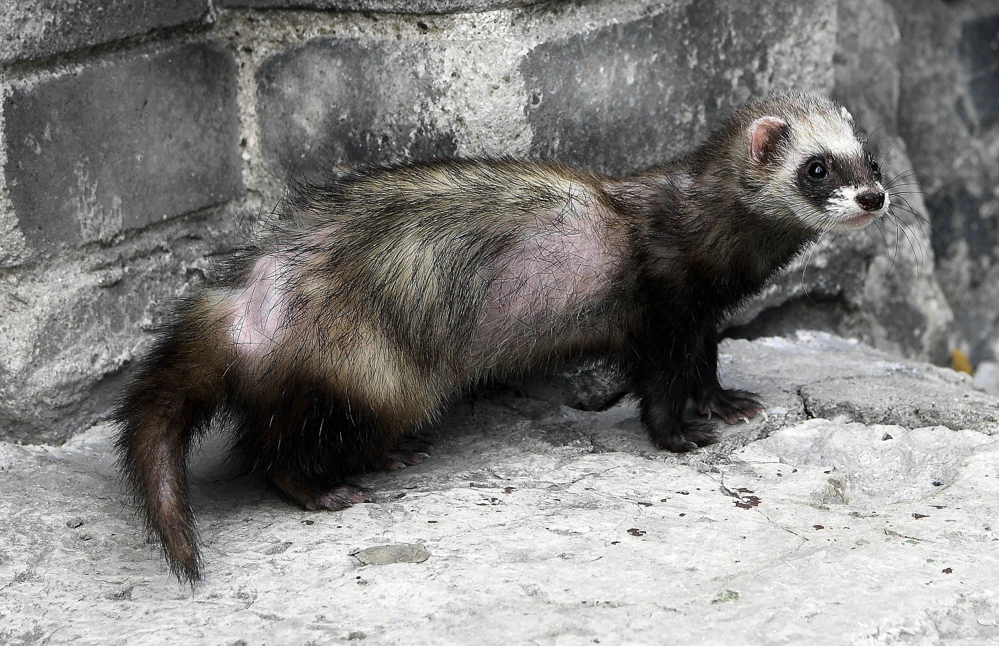 VIDEOD | „See tegelane teeb kanadega puhta töö.“ Tuhkrud murravad kodulinde ja -loomi
