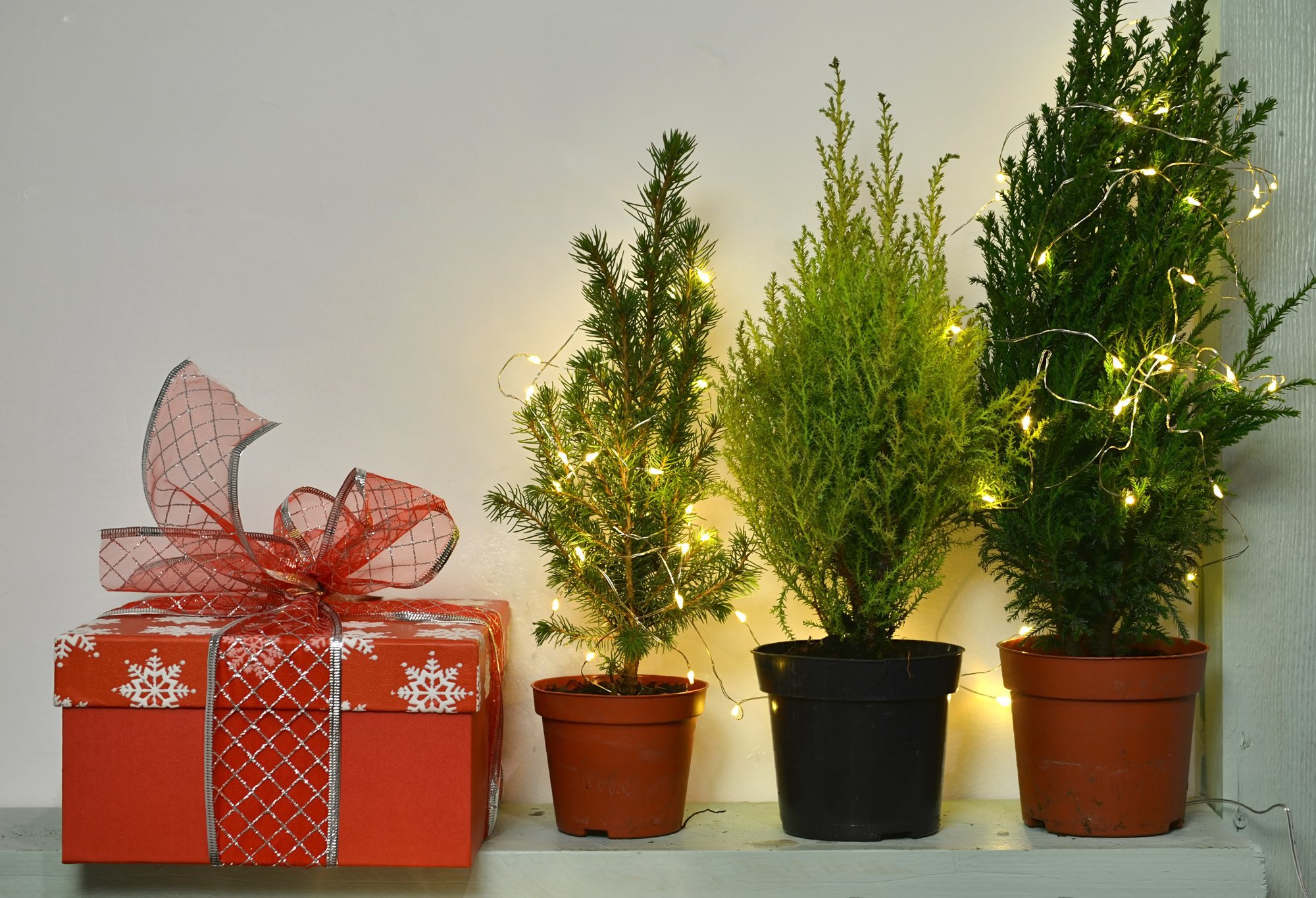 Jõuludeks tuppa toodud küpressi ja teiste väikeste potipuude eest hoolitsemise nipid