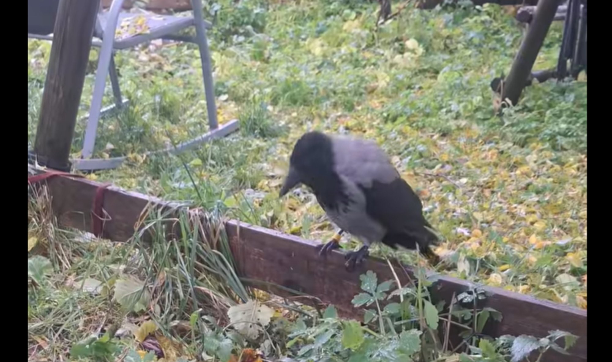 Kas oled näinud? Nõmmel eramaja aias elanud vigastatud vares läks tormiga kaduma