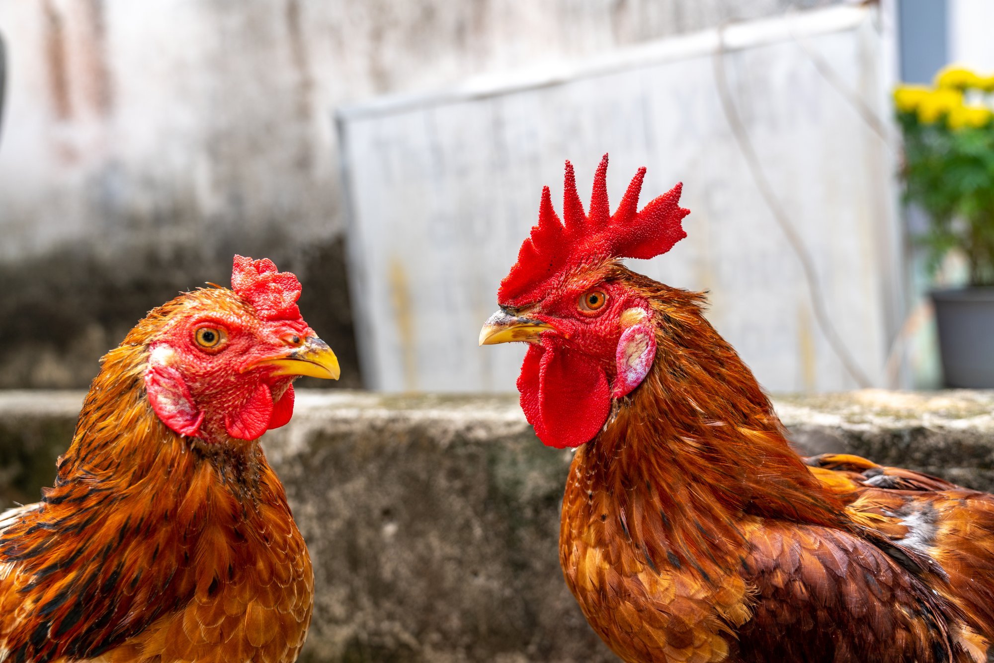 PTA hoiatab: Harjumaal tuvastati lindude gripp viiel kanal ja ühel rebasel