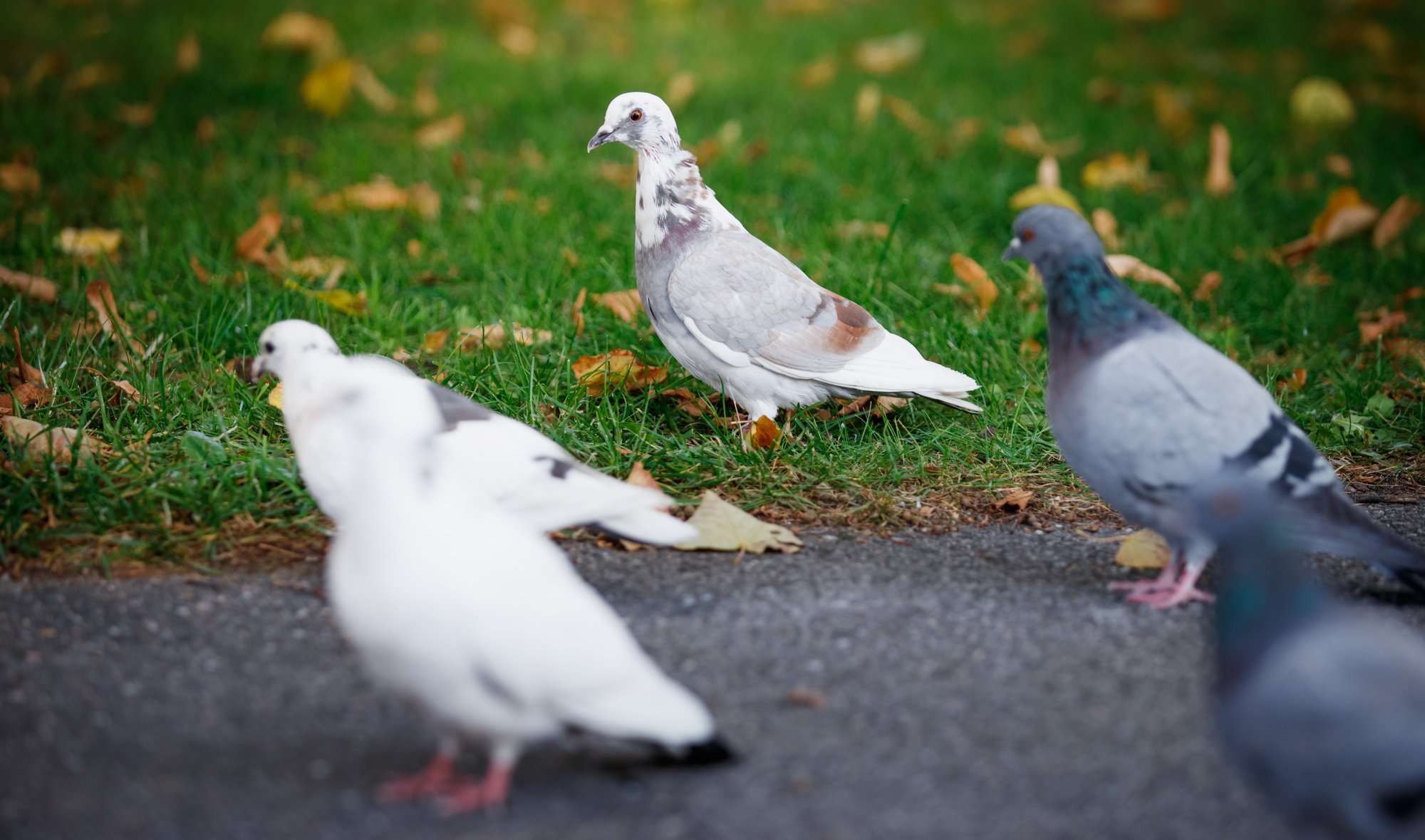 Kuidas tuvi teab, kuhu lennata? Teadlased avastasid linnu sisekõrvast „kompassi“
