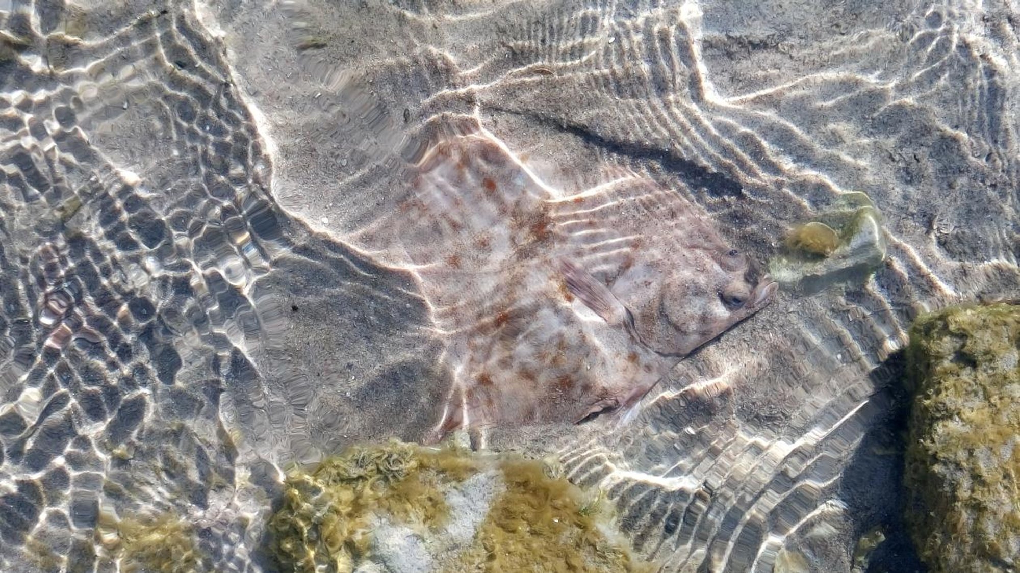 INTERVJUU | Aasta kala lest: "Meri pole pöhjatu sahver!“