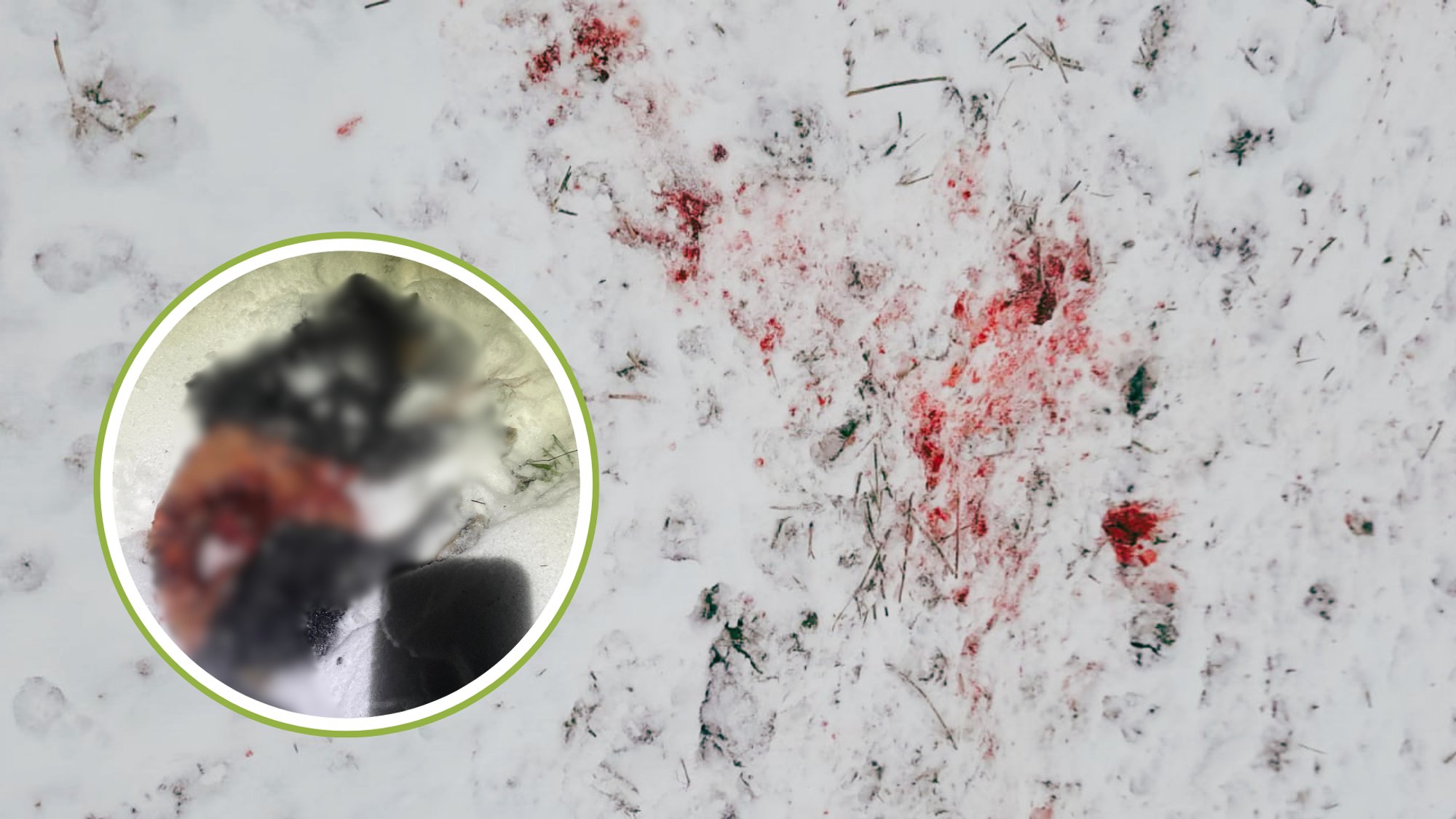 Hundirünnakud otse koduaedades. Koeraomanik: „Nad võivad ka inimesi rünnata, neil ei ole mingit hirmu“