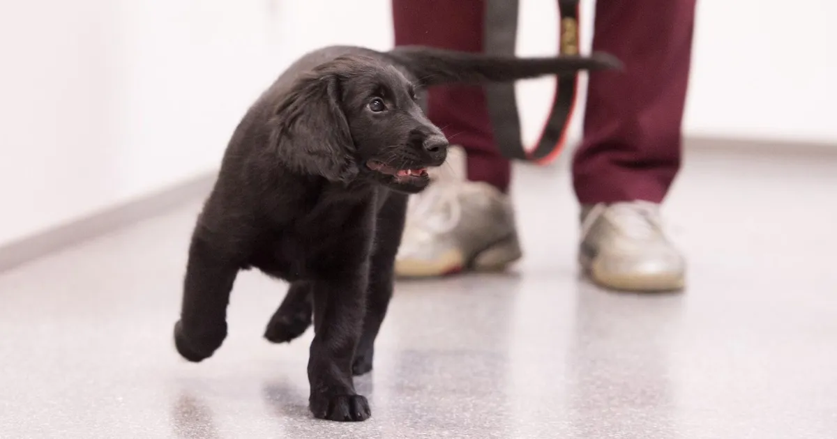 Loomakaitsjad on ettevaatlikud loomade lubamie osas lasteaedadesse