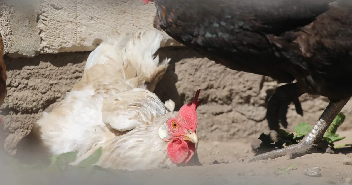 Viirusesse nakatunud lindude eest hüvitise maksmine on kahtluse all: Hiiumaa talupidaja süüdistab ametit lindude julmas hukkamises