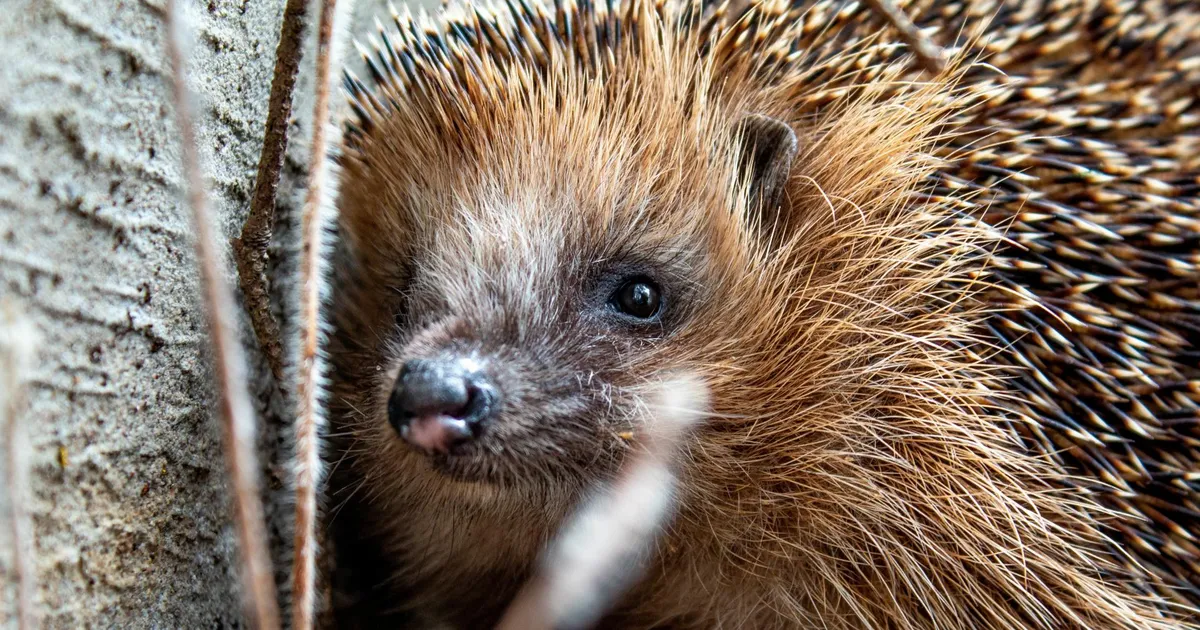 Aasta loom palub abi: vähem robotniidukeid, rohkem peidupaiku ja veenõusid!