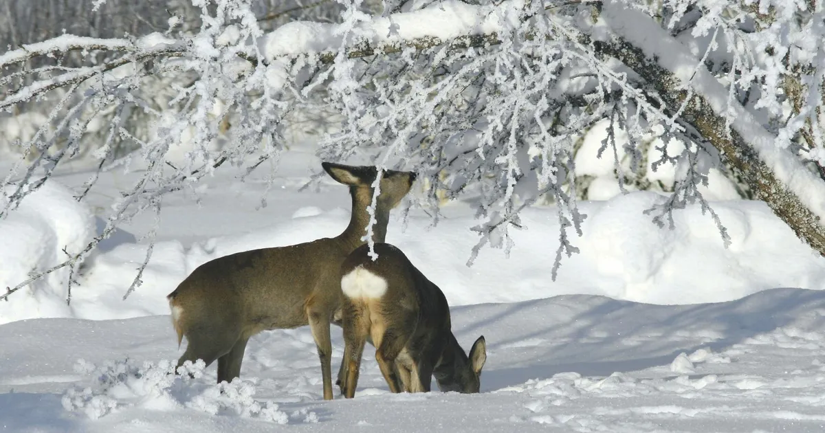 Lumerohkel ajal on viljapuude koor ulukitele ahvatlev vahepala