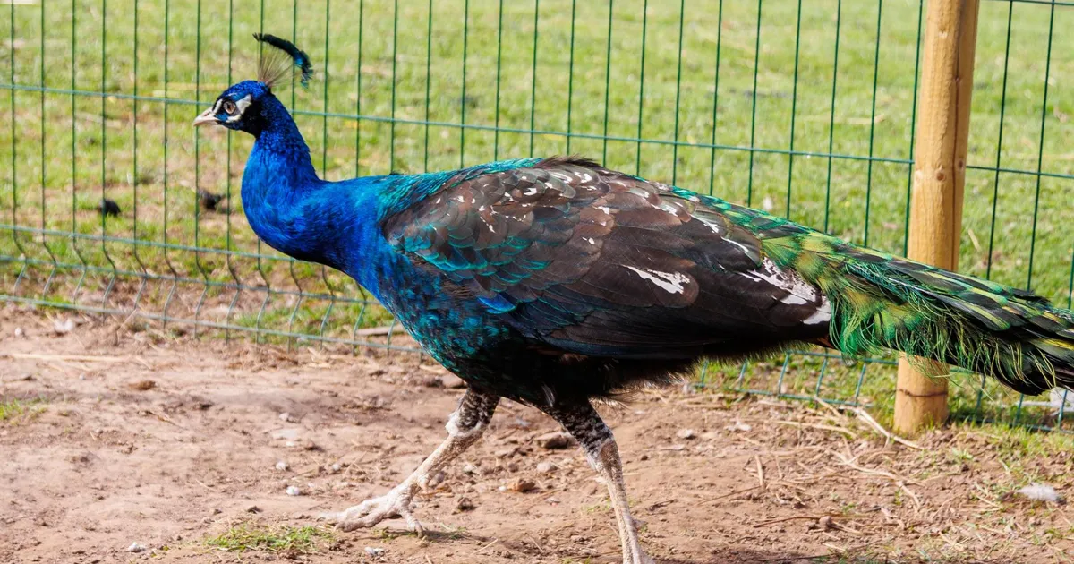 Hobitalu püüdis lindude hukkamist edutult takistada. PTA: lindude gripi juhtumitele reageerimine ei erine sigade Aafrika katkust