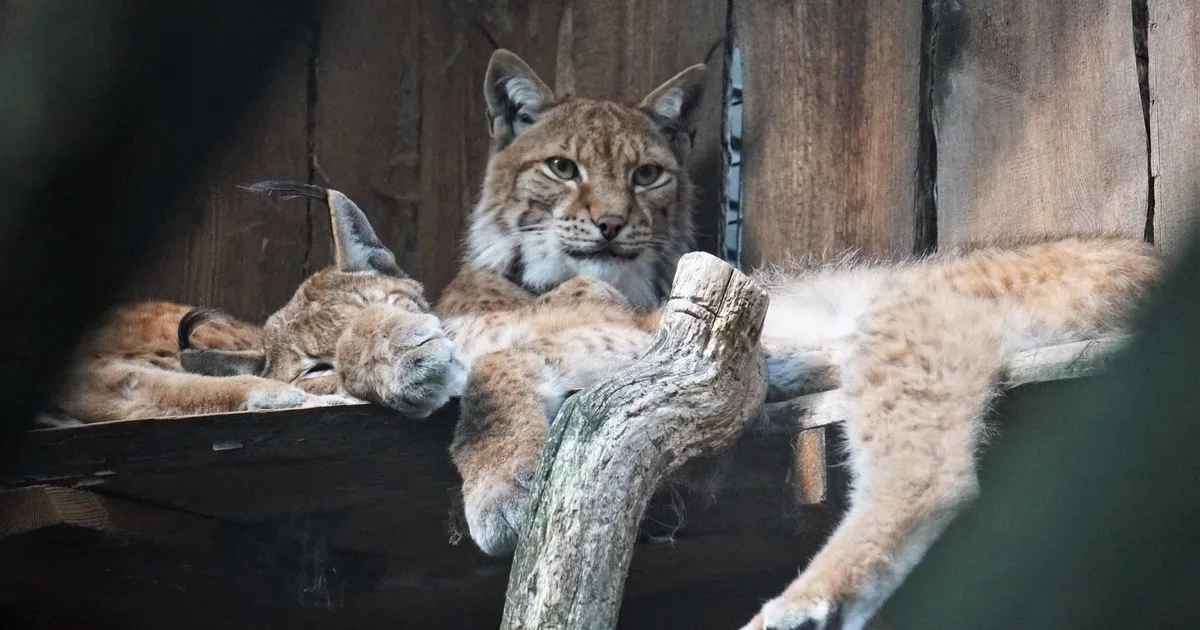 Põllumehed kardavad ilveste taasasustamist