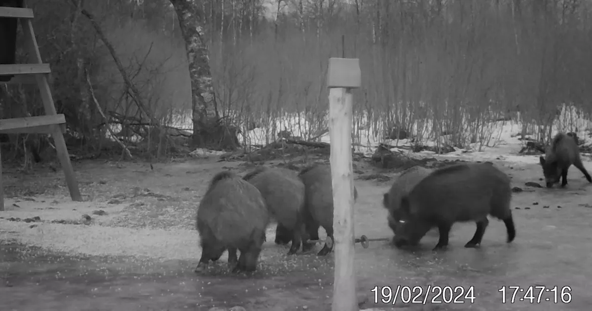 Jahimehed loodavad metssigade küttimismahu 85% ulatuses täita