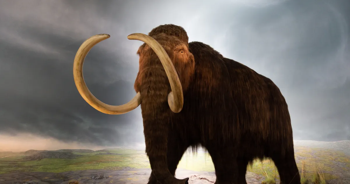 MIDA MAMMUT IKKAGI SÕI? ⟩ Eesti teadlased: mammut ei söönud liha – aga tema luudes on lämmastikku samapalju kui lõvil