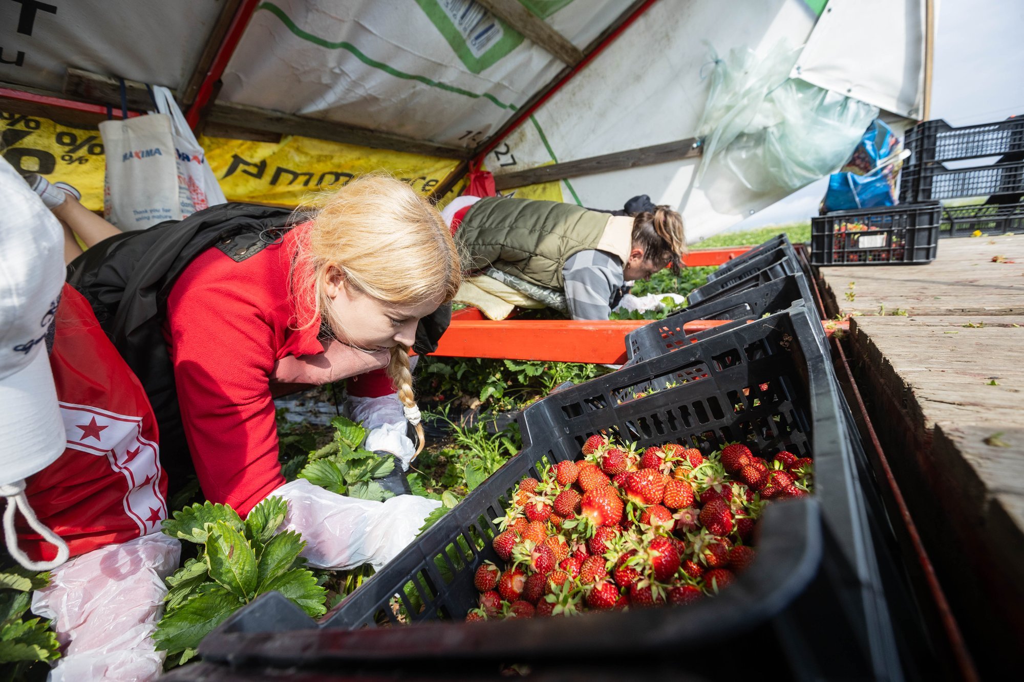 Kärbuv puuvilja- ja marjakasvatus muudab Eesti üha enam impordist sõltuvaks