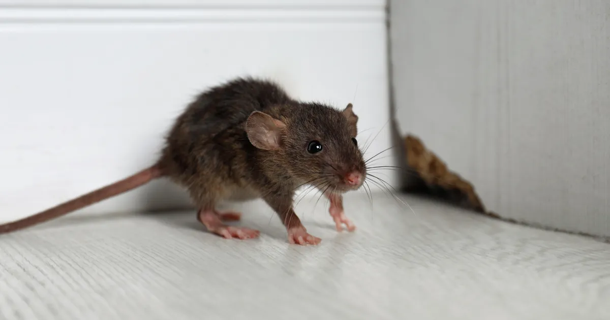 TALV JA NÄRILISED ⟩ Nende nippidega hoiavad hiired ja rotid talvel sinu kodust eemale