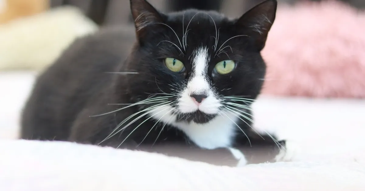 Pesaleidja hoolealune sattus kriitilises seisus kliinikusse