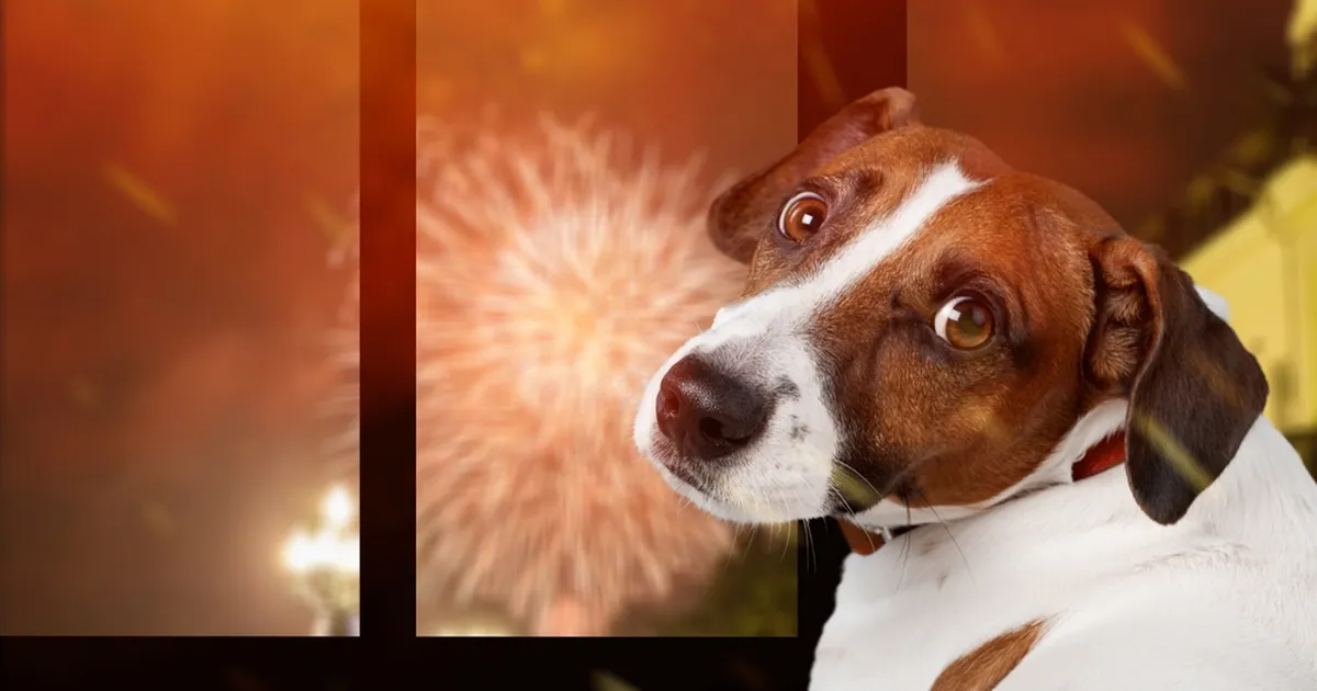 Uusaastalubadused, mis muudavad su lemmiku tõeliselt õnnelikuks