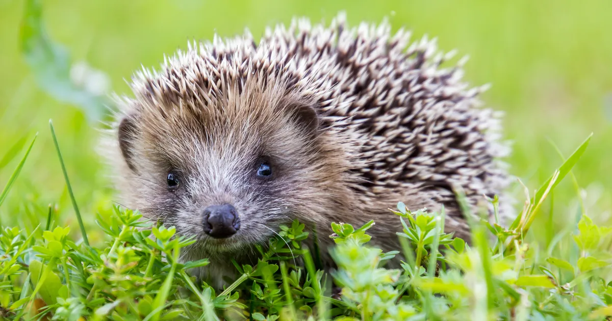 Huvitav fakt 2026. aasta looma kohta, mida paljud ei tea