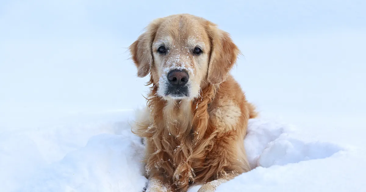 TASUB TEADA ⟩ Kui külm on liiga külm sinu koera jaoks?