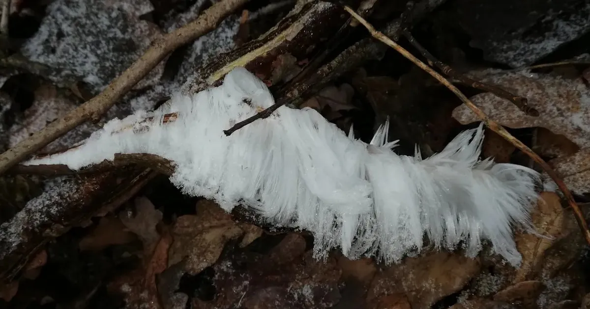 JÕULUKUU ÜLLATUSED ⟩ Looduses sai uudistada inglijuukseid ja rästikut