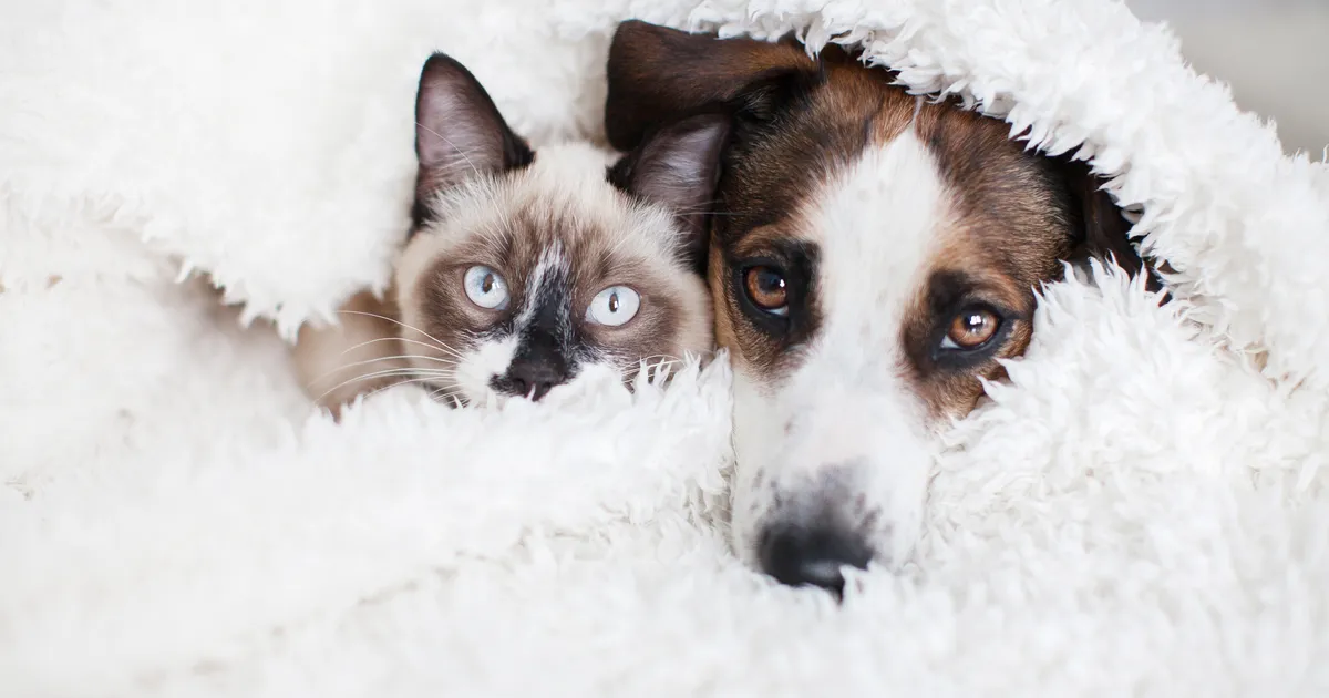 EKSPERT HOIATAB ⟩ Sellesse tuppa ei tohiks oma lemmikut kunagi lubada