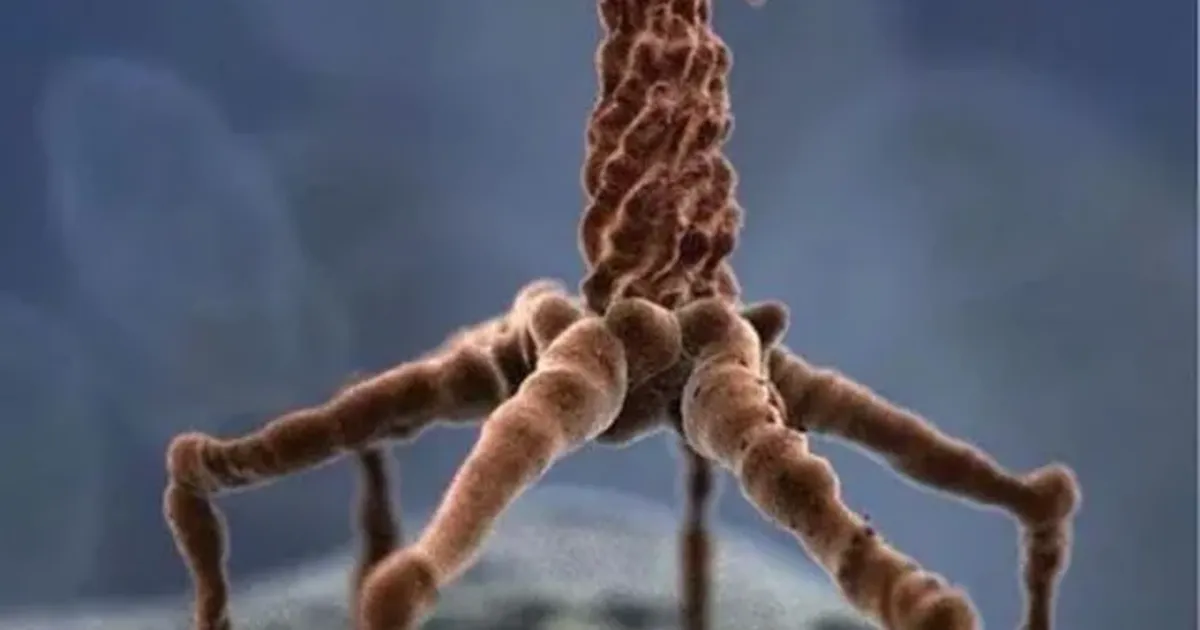 Loe, kuidas Ameerikas viirused kaevuriteks tehti – ja mida kõike nad kaevandma õpetati