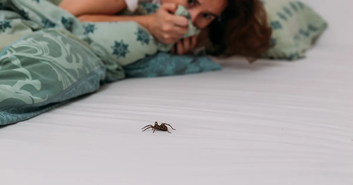 JAHMATAV ⟩ Just nii palju ämblikke elab keskmiselt igas toas