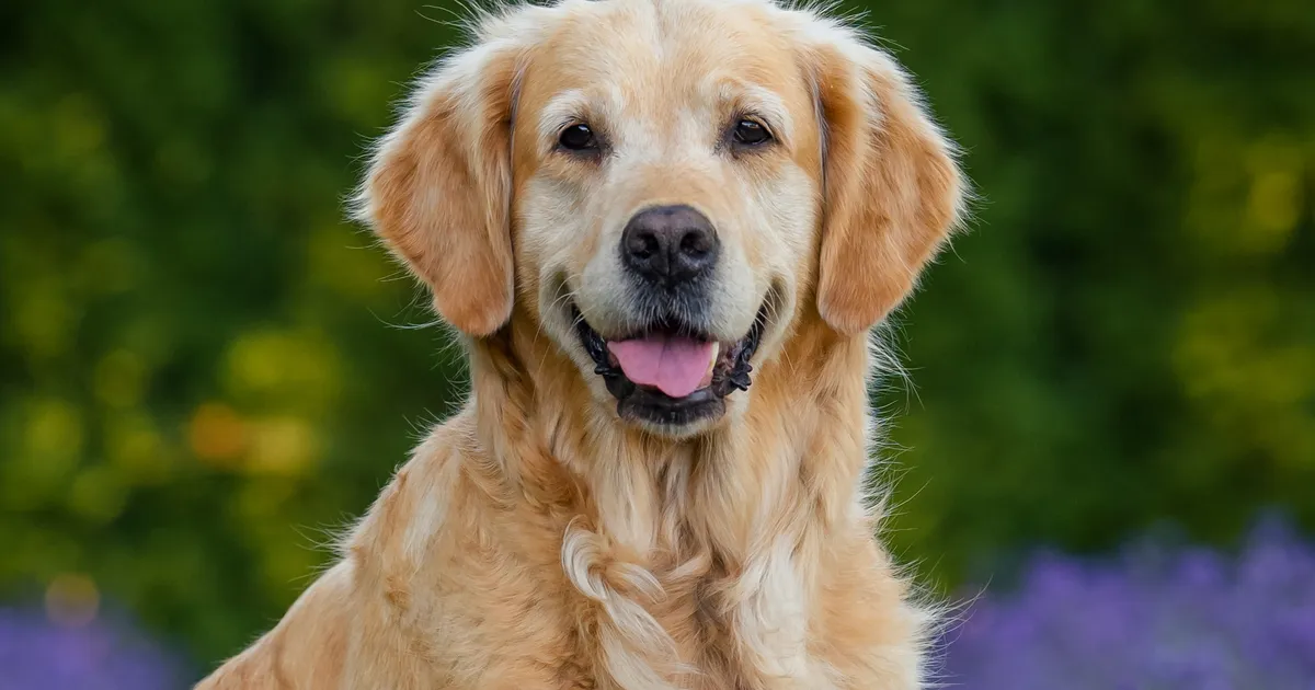 Saksa lambakoer ja retriiver said ühise järglase. Tulemus oli uskumatult nunnu