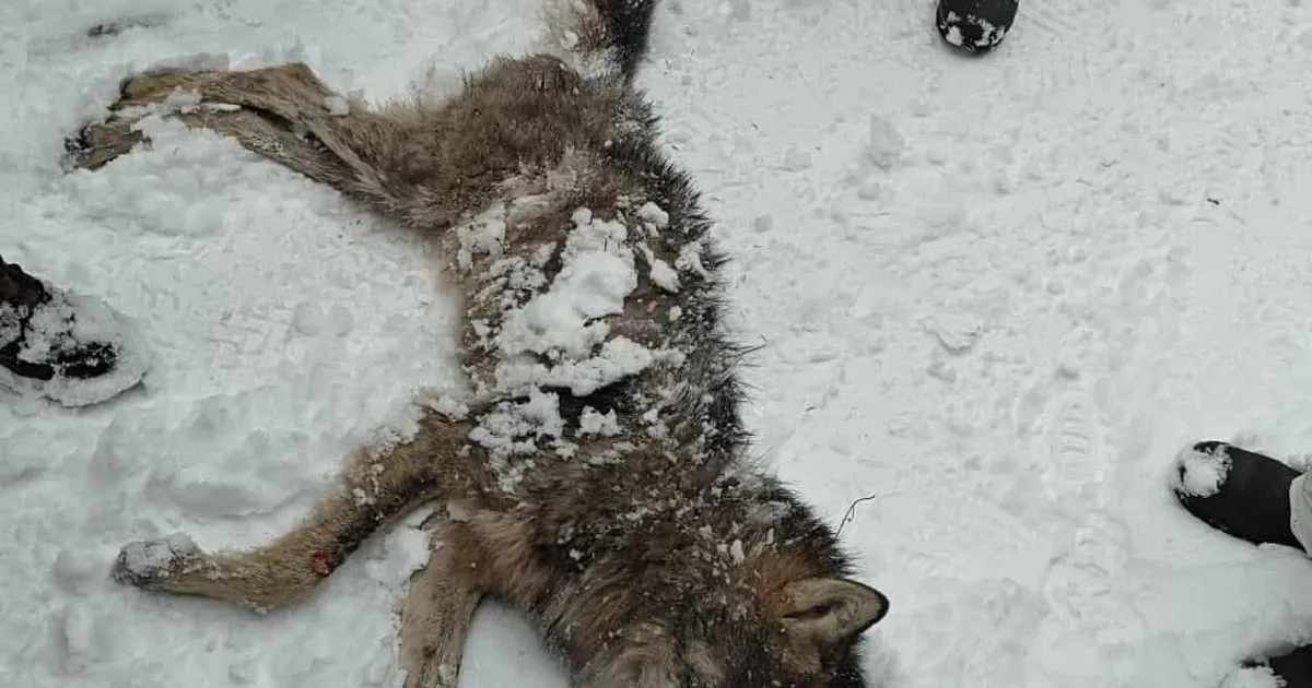 Koera murdnud hunt vahtis taluhoovis inimesega tõtt