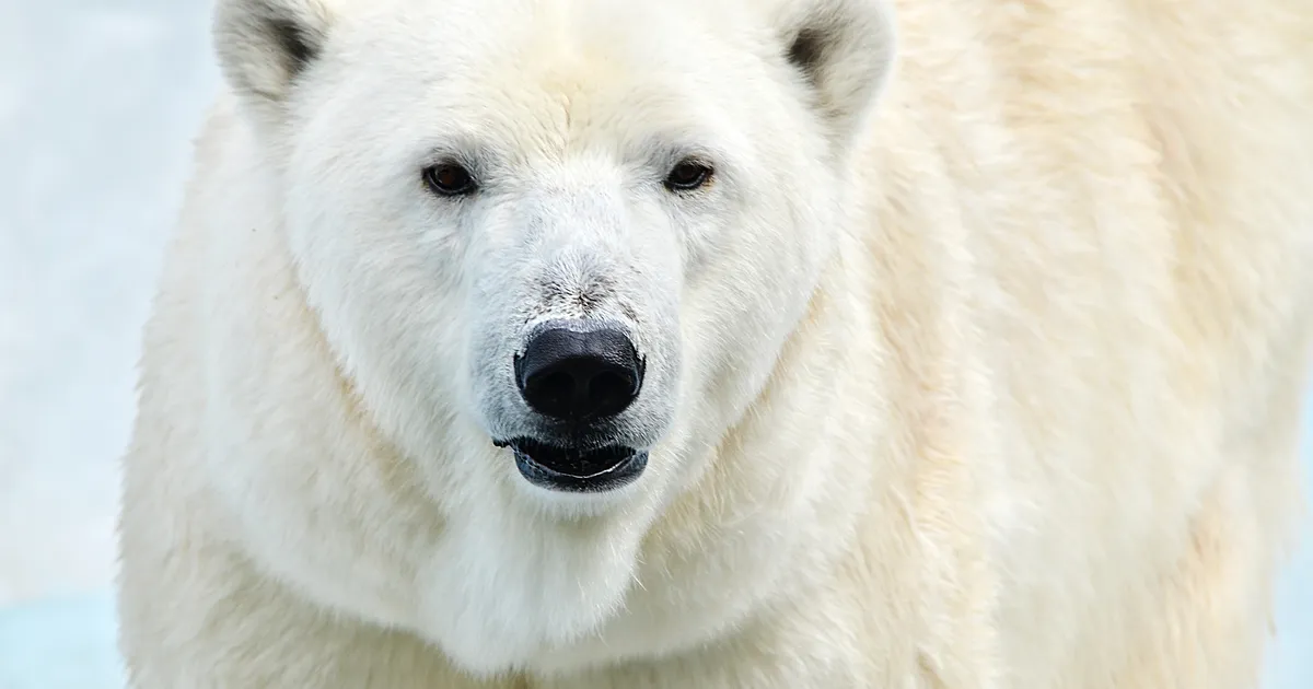 HARULDANE ⟩ Perekond langes jääkaru rünnaku ohvriks