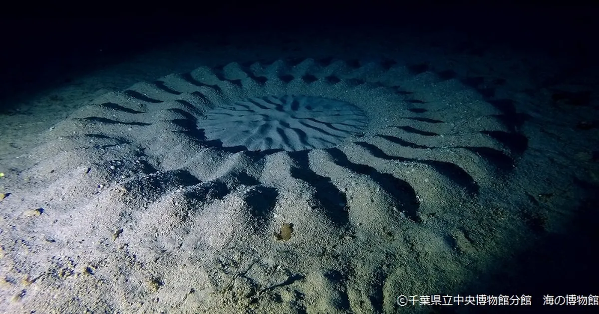 Salapäraste Jaapani veealuste viljaringide tekitaja leitud – needki pole tulnukad