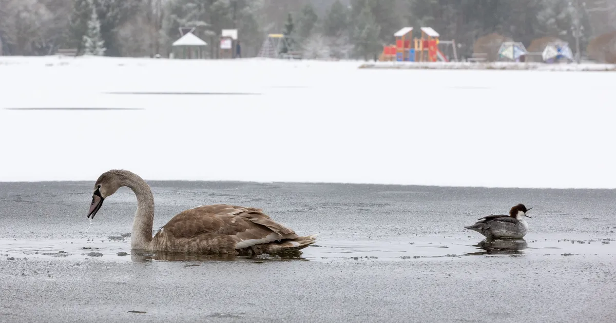 TALVINE MURE ⟩ Kas luik on jäässe kinni külmunud?