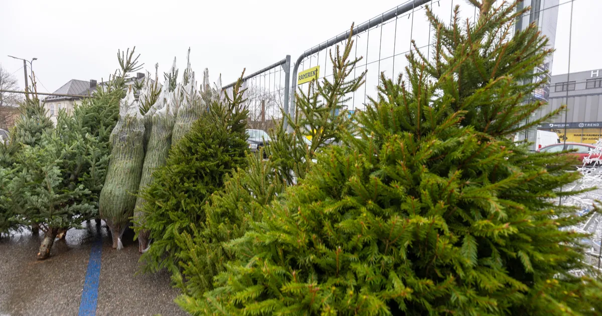Kuhu panna jõulukuusk? Suurlinnad avasid tasuta kogumiskohad