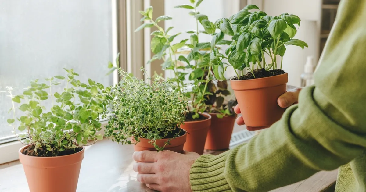 Suvemaitsed keset talve: lihtne juhend, kuidas köögiaknal ürdiaeda pidada