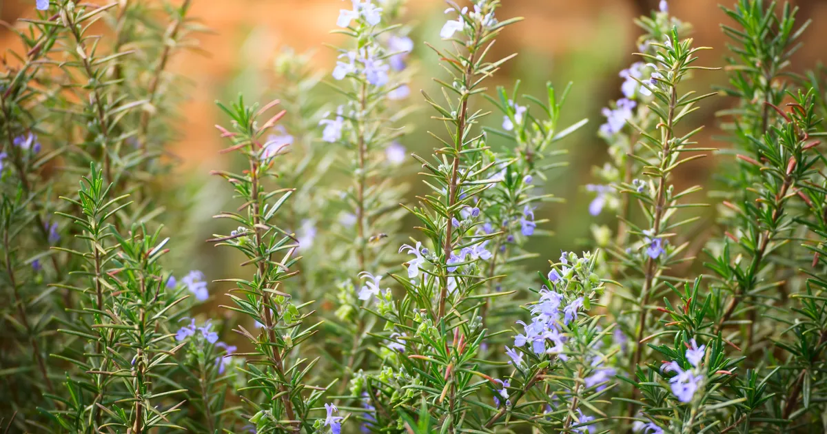 See ajalooline ürt parandab mälu ja leevendab põletikku