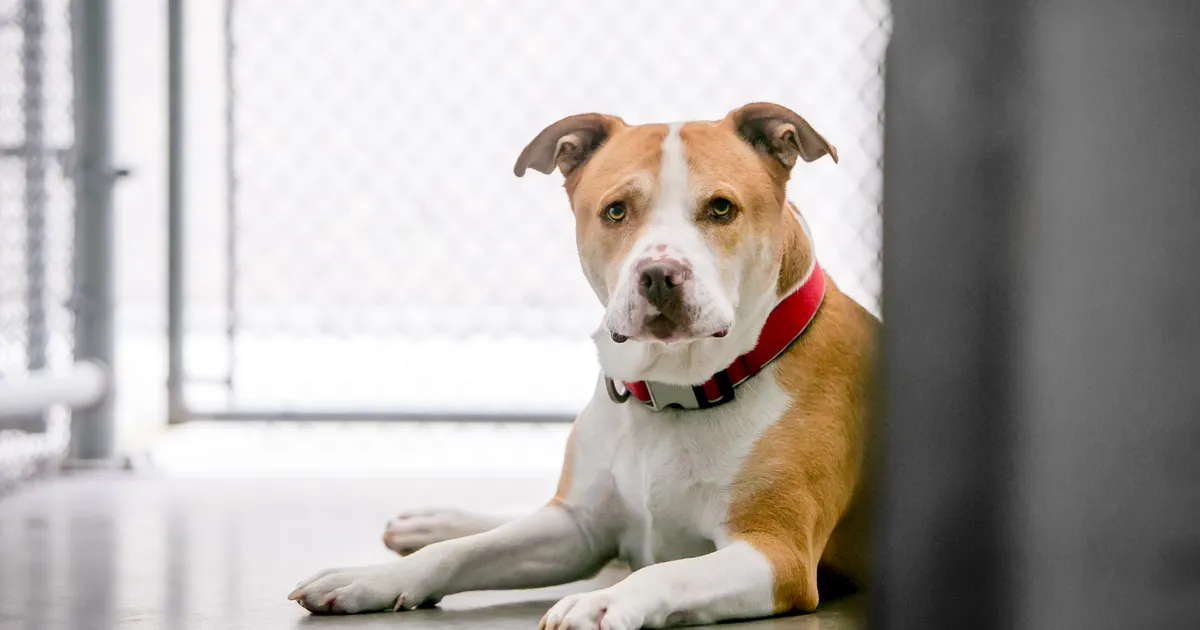 Loomakliiniku ukse taha hüljatud koera kiipi kontrollides selgus midagi südantlõhestavat