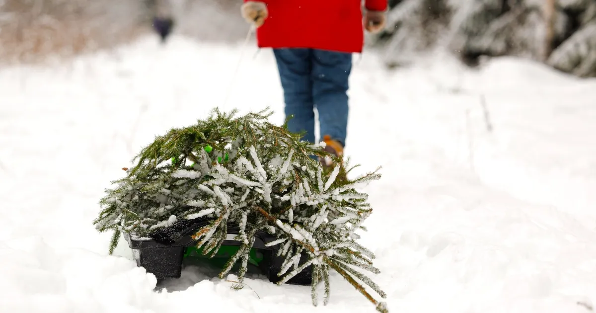 Pühadeks toodi riigimetsast üle 10 000 jõulukuuse