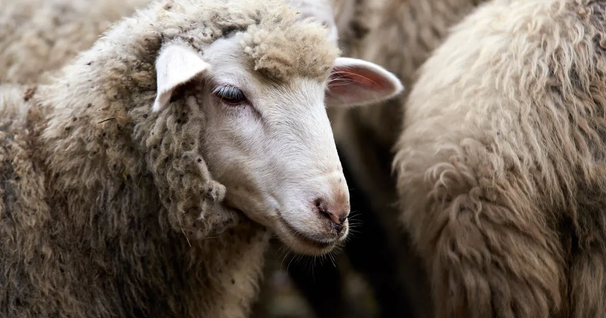 VAATA VIDEOT ⟩ Ootamatud külalised: lambakari korraldas odavketi poes korraliku kaose