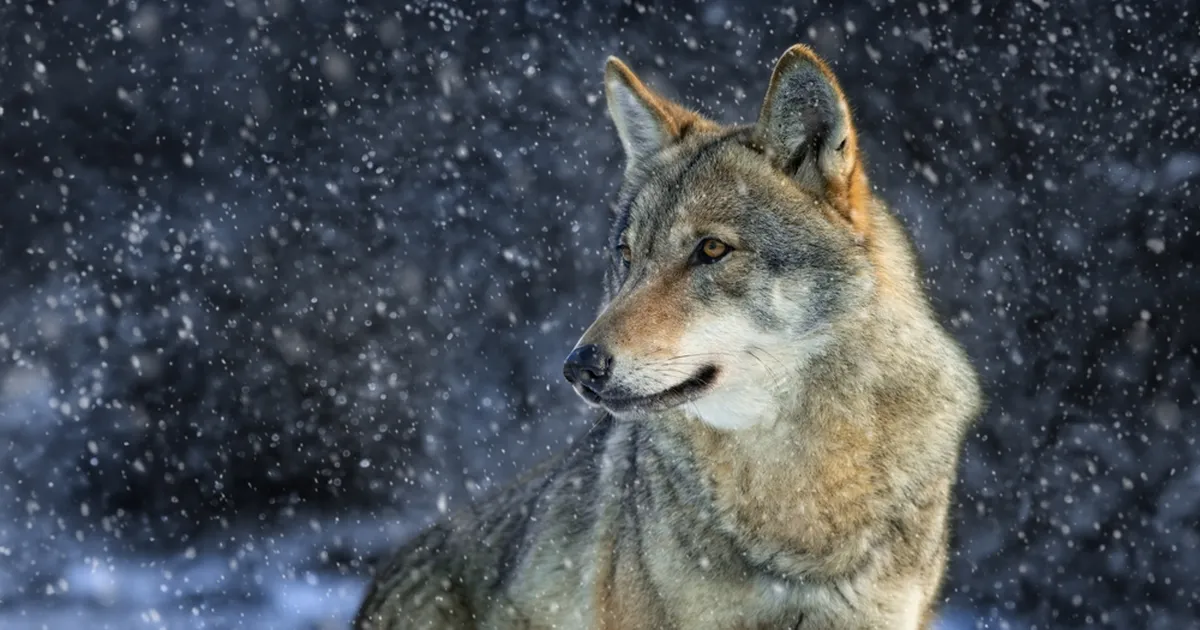 TALVINE METS ⟩ Mida jutustavad loomajäljed värskel lumel?