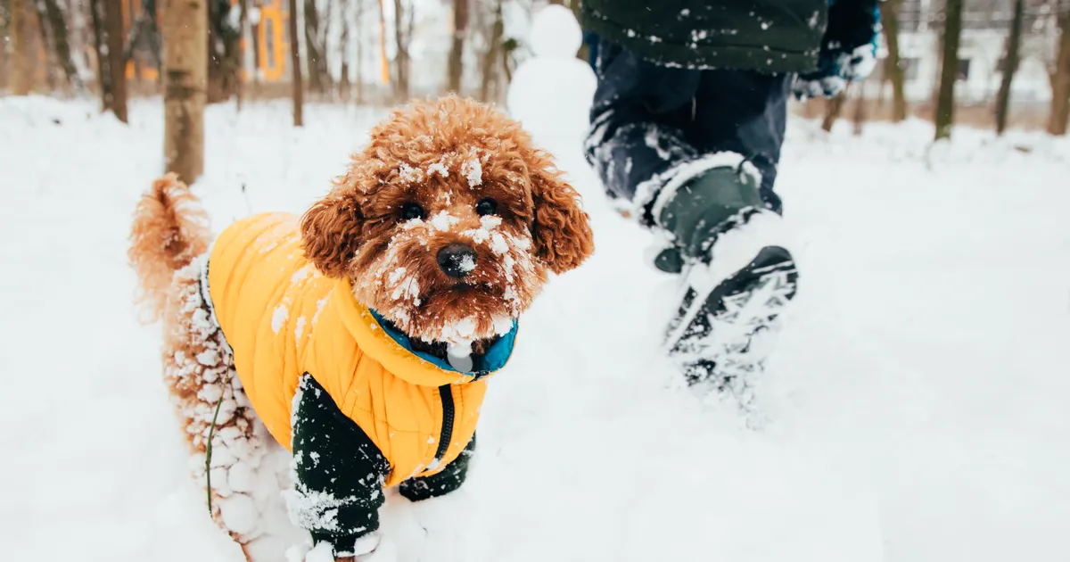 Oht talvistel tänavatel: üks lihtne harjumus võib päästa sinu koera elu