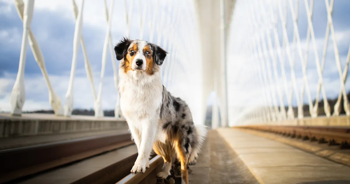 Linda teab teed: tänavakoer, kes juhatas turiste läbi linna