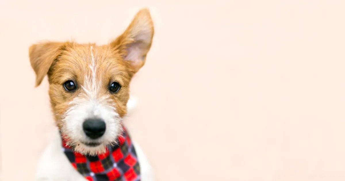 Kas sinu koer kuulab pealt? Mõned koerad õpivad sõnu lihtsalt vestlust jälgides