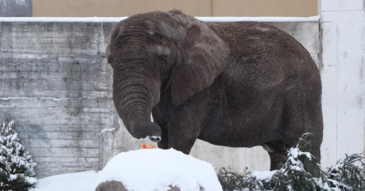 Tallinna loomaaia esindaja selgitab: kuidas elevandid krõbeda pakasega toime tulevad?