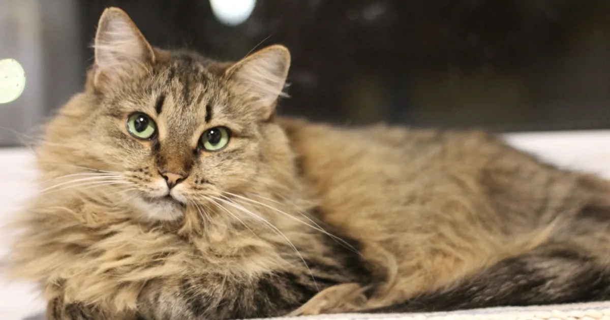 PÄEVAKÄPP ⟩ Miks keegi ei märka? Seeniorkass Tupsu ootab kodu juba üle 8 aasta