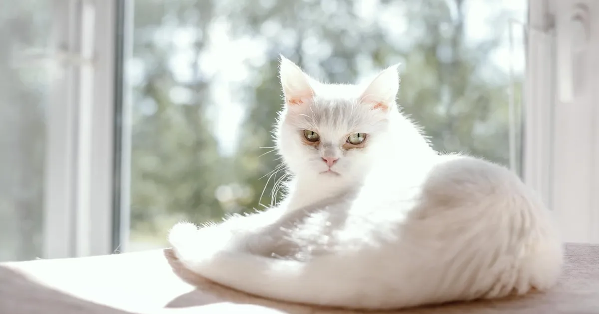 PÄEVAKÄPAD ⟩ Koertermaja keldrist päästetud kassid unistavad oma päriskodust juba 4,5 aastat